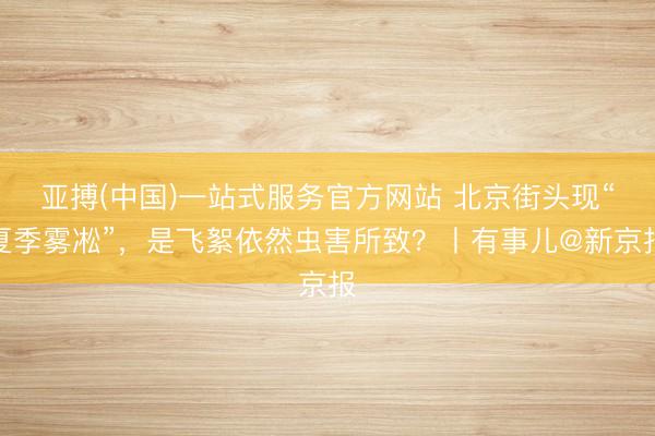 亚搏(中国)一站式服务官方网站 北京街头现“夏季雾凇”，是飞絮依然虫害所致？丨有事儿@新京报