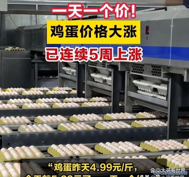 鸡蛋为什么初始“贵过肉” 供需错配推高价钱